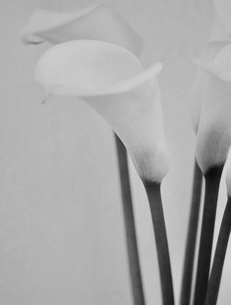 白いカラーの花